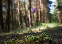 Dolnokralovické hadce