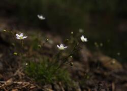 Dolnokralovické hadce