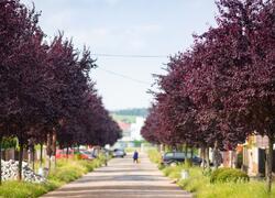 ČSOP Vlašim aleje a remízy