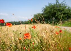 ČSOP Vlašim aleje a remízy