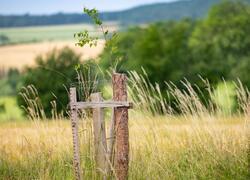 ČSOP Vlašim aleje a remízy
