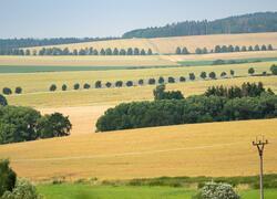 ČSOP Vlašim aleje a remízy