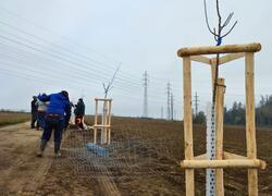 ČSOP Vlašim aleje a remízy