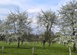 ČSOP Vlašim sad Jetřichovice