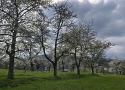 ČSOP Vlašim sad Jetřichovice