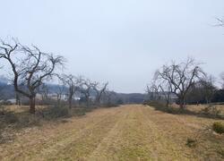 ČSOP Vlašim sad Jetřichovice