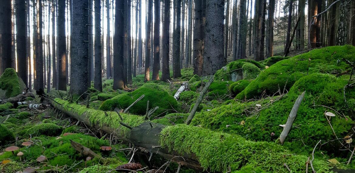 ČSOP Vlašim Místo pro přírodu