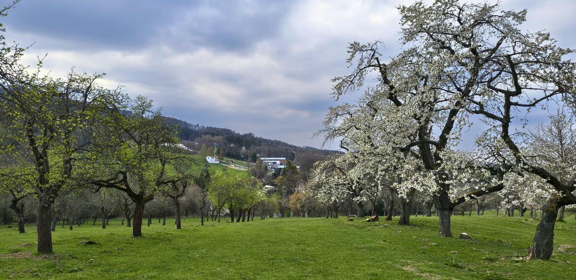 ČSOP Vlašim sad Jetřichovice