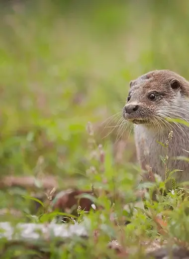Český svaz ochránců přírody Vlašim ČSOP