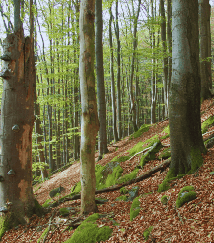 ČSOP Vlašim Prales Jehliště