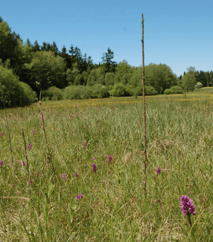 ČSOP Vlašim Řísnice