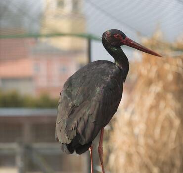 paraZOO Vlašim čáp černý