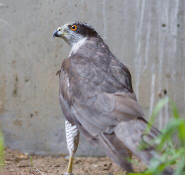 paraZOO Vlašim jestřáb lesní