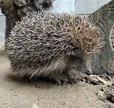 paraZOO Vlašim ježek západní