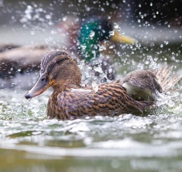 paraZOO Vlašim kachna divoká