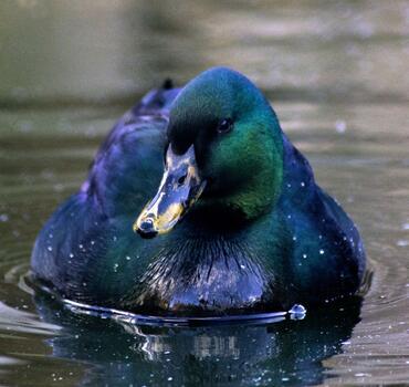 paraZOO Vlašim kachna smaragdová