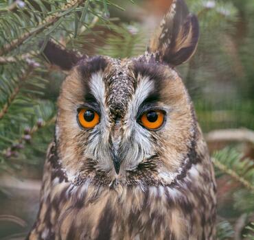 paraZOO Vlašim kalous ušatý