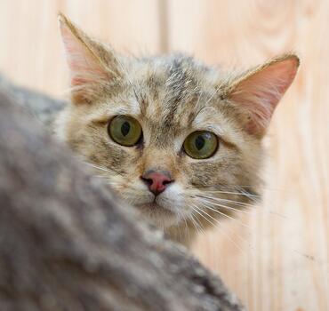 ČSOP Vlašim kočka divoká