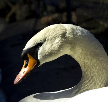 paraZOO Vlašim labuť velká