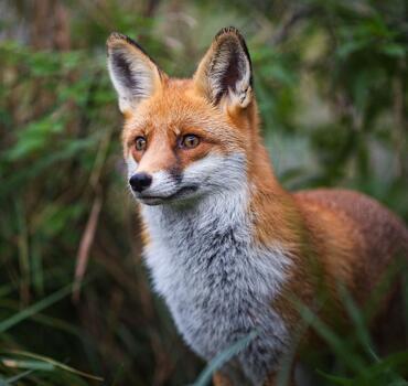 paraZOO Vlašim liška obecná
