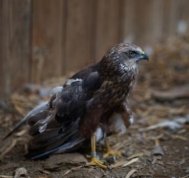 paraZOO Vlašim moták pochop