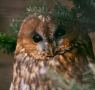 paraZOO puštík obecný