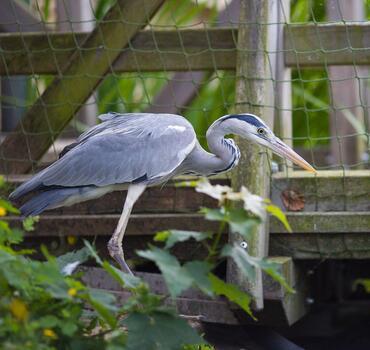 paraZOO Vlašim volavka popelavá