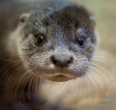 paraZOO Vlašim vydra říční