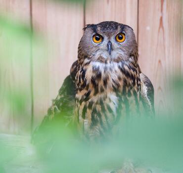 paraZOO Vlašim výr velký