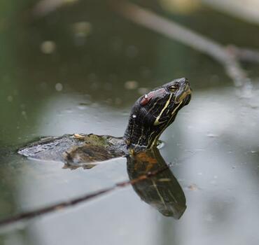 paraZOO Vlašim želva nádherná