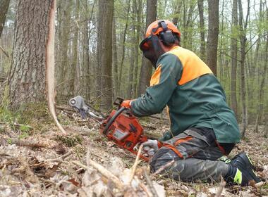 Veteranizace stromů